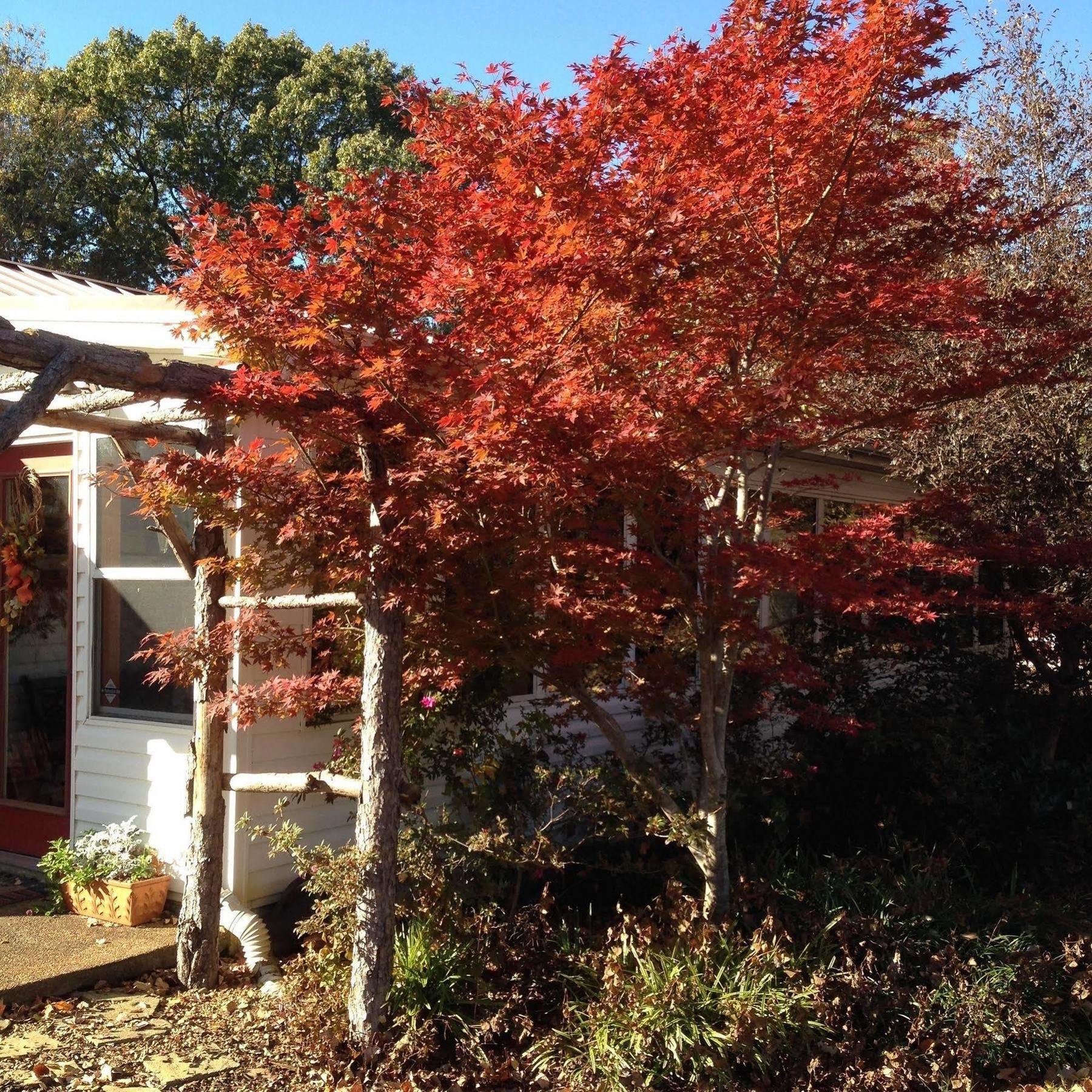 Meadow View Farm Bed & Breakfast Hernando Luaran gambar